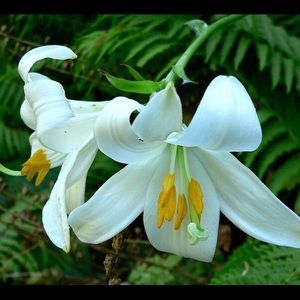 Meet your Posher, Sunshine